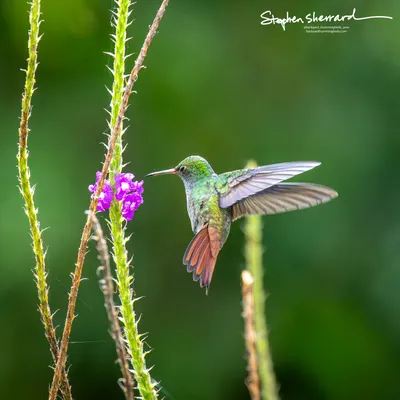 Hummingbirds of Costa Rica